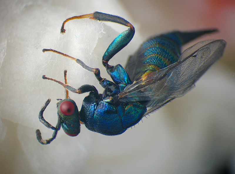 Cynips caputmedusae con parassitoide Ormyridae